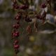 Dry berries, Kew Gardens